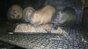 Каких самок нутрий не нужно оставлять на племя?!!