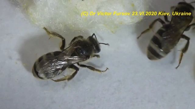 Школа Энтомолога. Зоопарк Пчелиных. Вам Интересно? Какие Дикие Пчелиные Живут  в Городе?