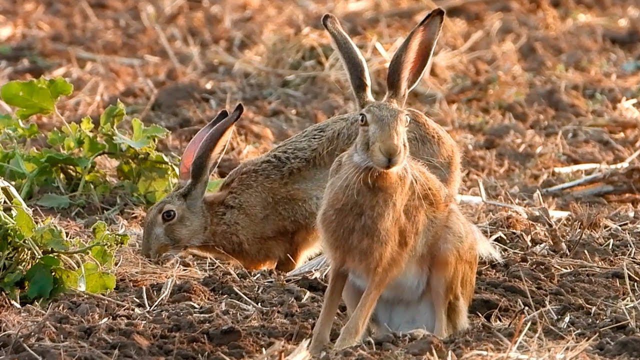 Два Веселых Зайца в лучах летнего заката смотреть онлайн