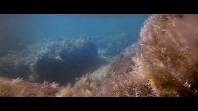 Презентационный ролик заповедника "Утриш"_2015 год смотреть онлайн