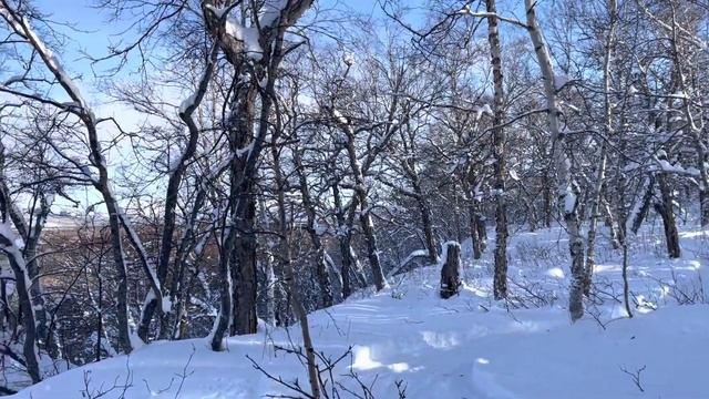 Прогулка на снегоходе в сказочном лесу | чем можно развлечься в Лагуне | отдых на Камчатке смотреть онлайн