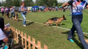 Молодые суки ст ч.6 от Елены Бажуковой / Моно немецких овчарок ранга ПК БРОННИЦЫ 10 августа 2024