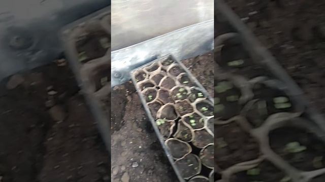 Замёрзли перцы и томаты в теплице. смотреть онлайн