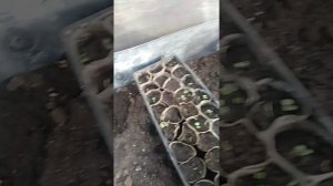Замёрзли перцы и томаты в теплице.