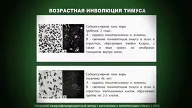 С чего начинались исследования в Санкт-Петербургском Институте биорегуляции и геронтологии !