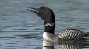 Voices: Common Loon