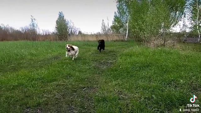 Грация англ. кокер спаниеля. смотреть онлайн