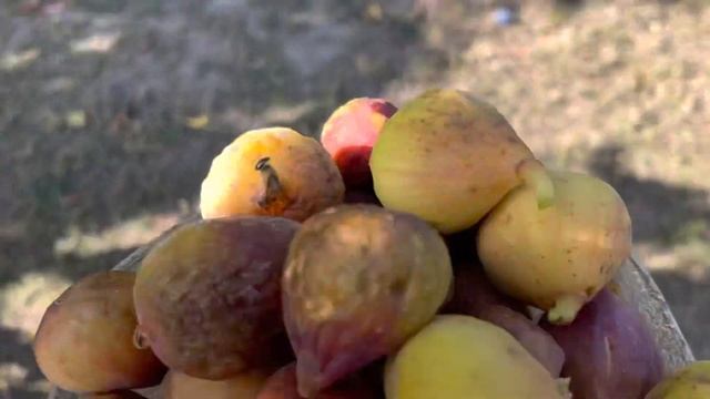 Инжир Сары Апшеронский и Брунсвик созревают . смотреть онлайн