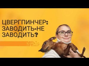 Цвергпинчер в доме. Рассказываю о плюсах и минусах породы. #Цвергпинчер