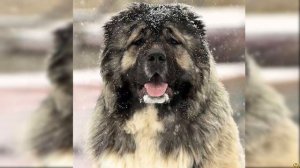 АЛАБАЙ ПРОТИВ КАВКАЗСКОЙ ОВЧАРКИ - КТО ПОБЕДИТ?