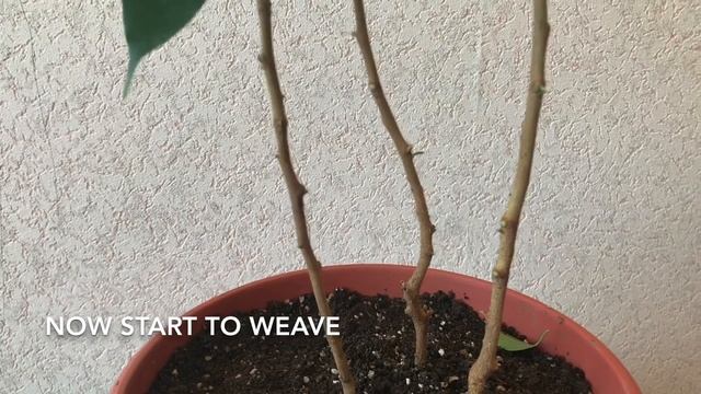 Weaving the fig tree of Benjamin. Плетение фикуса Бенджамина. смотреть онлайн