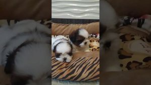 Щенки ши-тцу 1,5 месяца предлагаются к резерву.