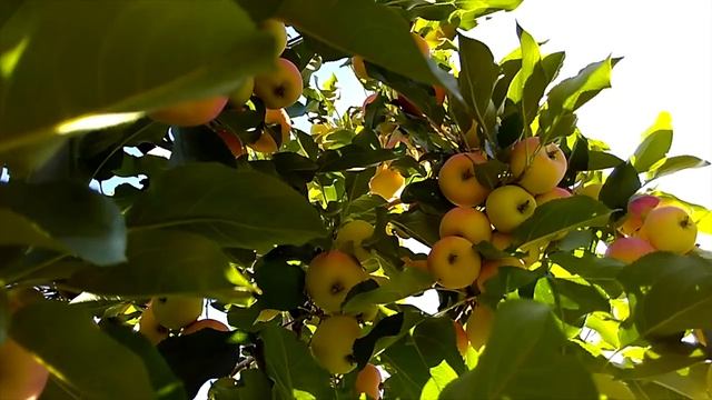 Яблоки в Сибири_Apples in Siberia