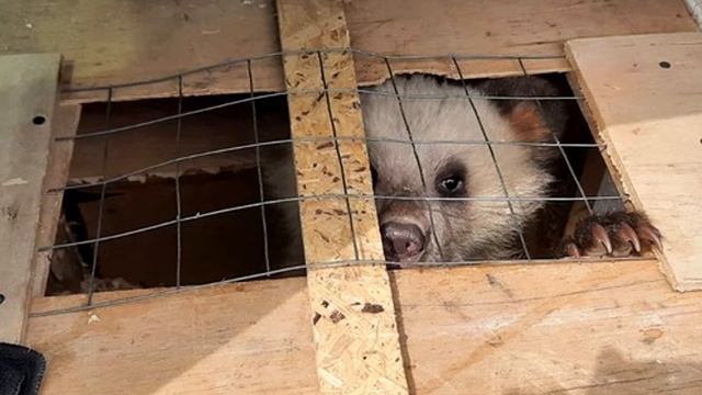 Customs was shocked by what they saw смотреть онлайн