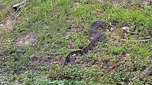 Djuma: Water Monitor Lizard - 10/19/20