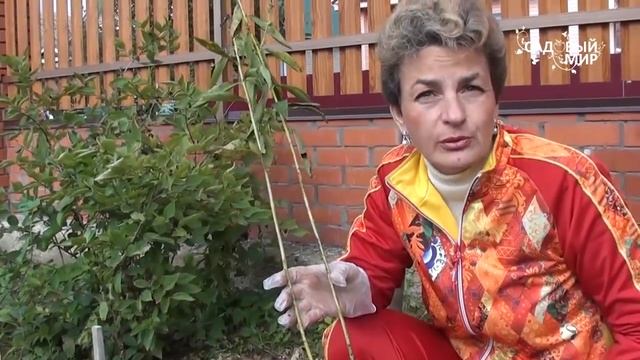 Как освоить запущенный участок  Посадка флоксов. Сайт "Садовый мир"