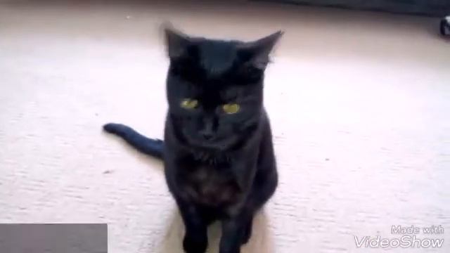 Привет ат животных!!🐹🐱 смотреть онлайн