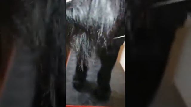 п-к Роман-Кош..КОСМЕТИЧЕСКАЯ СТРИЖКА. ПИТОМНИК АС КЛАССИК РОМАН-КОШ САТУРН. КОРРЕКЦИЯ ДЛИНЫ ЗОН. смотреть онлайн