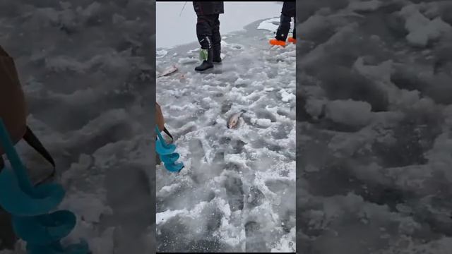 Поимки Форели 👍👍👍 смотреть онлайн