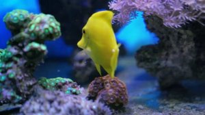 11 HOURS 4K CORAL REEF AQUARIUM   BEST RELAXING SWEET  MUSIC  • SLEEP MUSIC COLLECTION