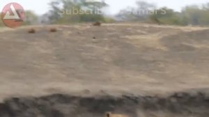 ДРАКА ДИКИХ ЖИВОТНЫХ: ГОРИЛЛА ПРОТИВ ЛЬВА!