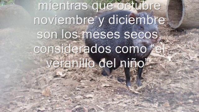 Parque Nacional Podocarpus Loja смотреть онлайн