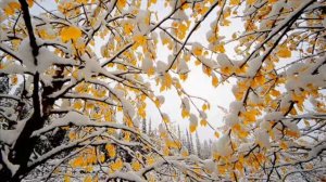 Я узнаю тебя, время унылое, Плещеев А.