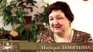 Женьшень - свойства, применение, рецепты