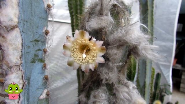 Pilosocereus Pachycladus 'Blue Columnar Cactus' Bud To Bloom #cactus #cacti #cactuscollection