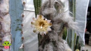 Pilosocereus pachycladus 'Blue Columnar Cactus' Bud to Bloom #cactus #cacti #cactuscollection