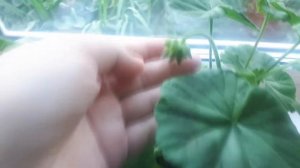 СУПЕР ЭФФЕКТИВНОЕ СРЕДСТВО ДЛЯ ЦВЕТЕНИЯ ГЕРАНИ🌺🌺/ГЕРАНЬ БЫСТРО ЦВЕТЁТ🌼#СРЕДСТВОДЛЯЦВЕТЕНИЯГЕРАНИ