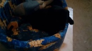 Щенок метис питбуля и лабрадора