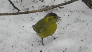 Чиж. Самец и самка   ( Carduelis spinus )