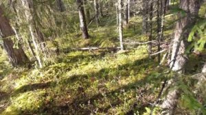 Открываем сезон охоты 2023-2024. Осенняя охота с лайкой на боровую дичь. Ищем выводки.