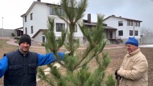 23 марта 2019 Маравилла посадка сосен