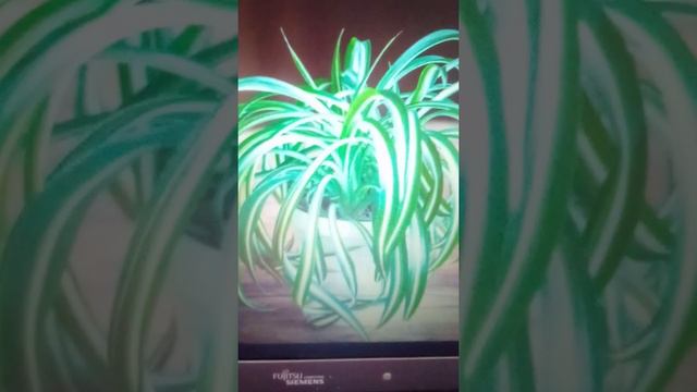 Хлорофитум- полезное растение смотреть онлайн