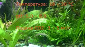 Папоротник Винделова Microsorum Pteropus «Windelov»