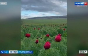 На Ставрополье зацвело реликтовое растение лохмач