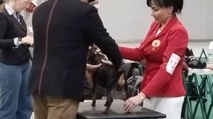 26.11.2023 Монопородная выставка цвергпинчер. Москва. Кобели открытого класса + сравнение на ЛК