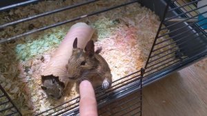 Дегу, чилийские белки - Мальчик злится