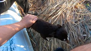 Рыбалка в Италии Bibione Август 2022