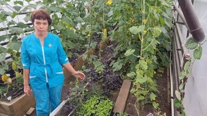 Что не так с пекинской капустой? Почему уходит в стрелку? Школа продвинутого садовода
