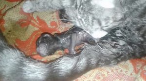 Кошачьи роды! Новорожденые котята