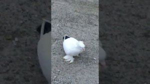 Бойные голуби Греция 🇬🇷