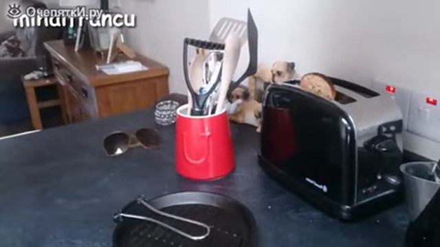 Издевательство над котами смотреть онлайн