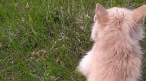 Кошка волочит задние лапы,что делать?