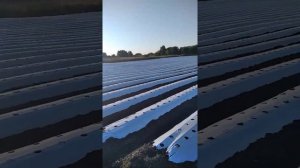 Капельный полив и защитная пленка.