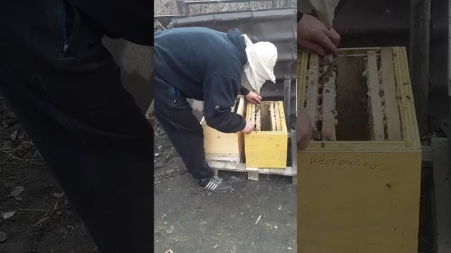 старт.раннее утепление пчел 2 февраля смотреть онлайн