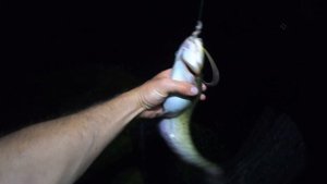 Ловля Сома на выползка!