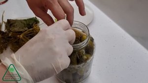 Огурцы квашеные консервированные & Старый рецепт квашеных огурцов & Огурцы  без уксуса